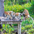 5D4N Sandakan Historical + Wildlife Tour + Selingan Island