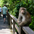 5D4N Sandakan Historical + Wildlife Tour + Selingan Island