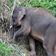 5D4N Sandakan Historical + Wildlife Tour + Selingan Island