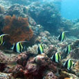POM POM ISLAND - Sipadan Pom Pom Resort