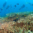 3D2N  MABUL ISLAND - SIPADAN WATER VILLAGE RESORT