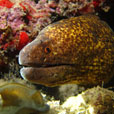 3D2N KAPALAI ISLAND - Sipadan KAPALI Dive Resort 
