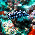3D2N KAPALAI ISLAND - Sipadan KAPALI Dive Resort 