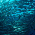 5D4N Mabul Island : Seaventures Dive Resort (Dive Rig)