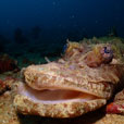 5D4N Mabul Island : Seaventures Dive Resort (Dive Rig)