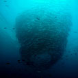 5D4N Mabul Island : Seaventures Dive Resort (Dive Rig)