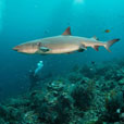5D4N Mabul Island : Seaventures Dive Resort (Dive Rig)