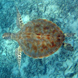 Mataking + Timba-Timba Island + Pom Pom Island Day Trip