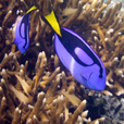 Mataking + Timba-Timba Island + Pom Pom Island Day Trip