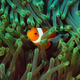 3D2N Semporna (Mataking + Timba-Timba Island + Pom Pom Island)