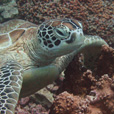 Semporna Discover Scuba Diving (For Non-Cert Diver)