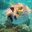 Semporna Discover Scuba Diving (For Non-Cert Diver)