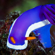 Semporna Fun Diving (For Cert Diver)