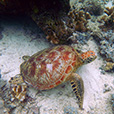 5D4N Semporna Island Hopping (2 Nights At Mataking The Reef Dive Resort)