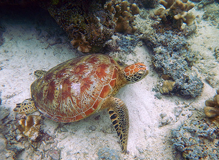 5D4N Semporna Island Hopping (2 Nights At Mataking The Reef Dive Resort) 5D4N Semporna Island Hopping (2 Nights At Mataking The Reef Dive Resort)